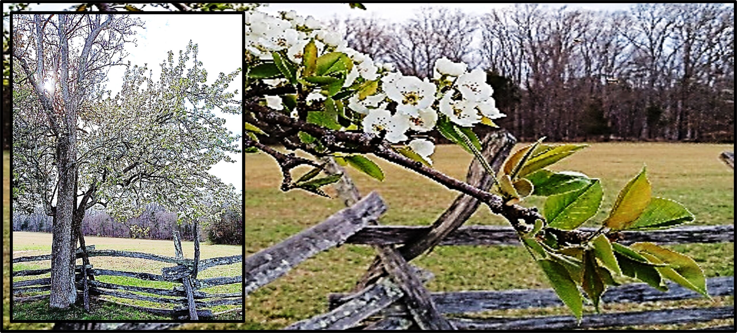 Pierre's Tree The Gate – Stone Fig
